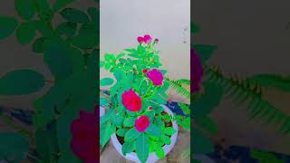 Batan roes nature plants shorts vlog video love gardening [upl. by Eniamrahs865]