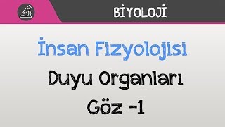 İnsan Fizyolojisi  Duyu Organları  Göz 1 [upl. by Mozza286]