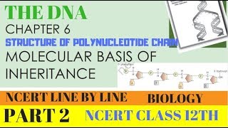 PART2 THE DNA  STRUCTURE OF POLYNUCLEOTIDE CHAIN  CHAPTER 6 NCERT CLASS 12TH BIOLOGY [upl. by Nnaycnan]