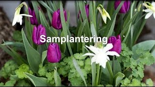 Samplantera blomsterlök och perenner i kruka [upl. by Hcirdeirf]