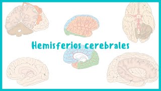 NEUROANATOMÍA  Hemisferios cerebrales y corteza cerebral  Blasto Med [upl. by Nivloc]