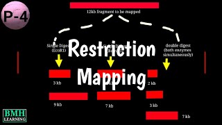 Restriction Mapping  Fingerprint Mapping  Optical Mapping  Types Of Physical Mapping [upl. by Analra]