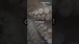 Facts about giant pacific octopus 🦑 [upl. by Ladnyk762]