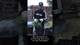 My blueberry growing secrets in 30 seconds garden gardening blueberry [upl. by Aicilana]