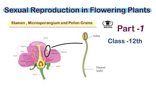 Stamen Microsporangium and Pollen grains  Class 12th  NEET  Biocules [upl. by Inilam]