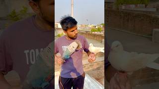 Light Aa gyi Ab kya hoga  wait for it  pigeon reaction shorts skpigeonloft [upl. by Jacinda]