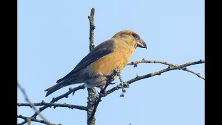 Common Crossbill Lynford Arboretum Norfolk 1124 [upl. by Pohsib]