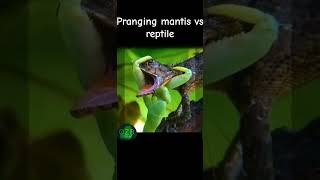 Pranging mantis vs reptile🦗🆚️🦎prangingmantisreptile [upl. by Durrett]