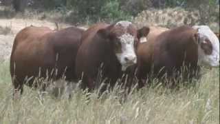 2013 Woonallee Simmentals Sale Preview [upl. by Applegate919]