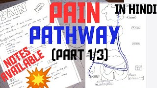 PAIN PATHWAY  PART 13  NOCICEPTORS  NOXIOUS STIMULI [upl. by Ronald]