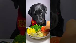 dog asmreatingshow pets funny mukbang labrador dogvlog foodshow cutedog shorts [upl. by Sayce178]