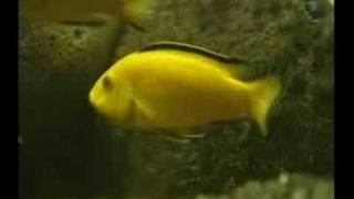 Cichlid Breeding Advice Check it out [upl. by Nerval802]