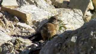 CANEPAR Pietrusel Carduelis cannabina Common Linnet [upl. by Rashidi]