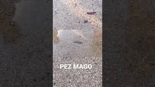 Pez mago [upl. by Neelat]