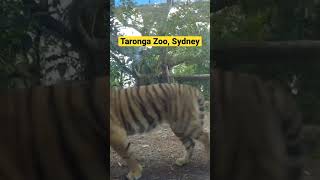 Taronga Zoo Sydney tiger tarongazoo [upl. by Aeneas701]