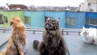 Cute Maine Coons chattering at city birds  pretty funny [upl. by Trabue416]