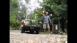 How to propagate Yucca gloriosa from Trunk cuttings [upl. by Hcnarb480]