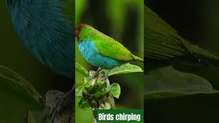 Birds chirping birds relaxingbirdsounds animals wildlife aweinspiringnature birdsounds [upl. by Naitsirt614]