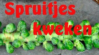 Spruitjes kweken [upl. by Brottman]