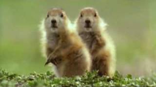 Talking Prarie dogs  Walk on the wild side [upl. by Ynatirb]