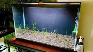 29 Gallon Planted Aquarium with Vallisneria Spiralis  Day 1 [upl. by Orofselet]