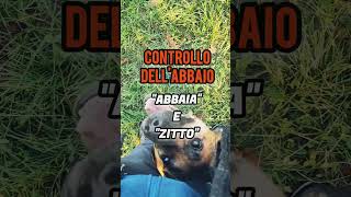 Abbaio a comando e quotzittoquot cane cinofilia addestramento abbaiare malinois zitto [upl. by Maer707]