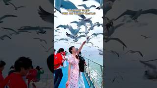 Close interaction with seagulls Weihai City Shandong Province [upl. by Ekal246]