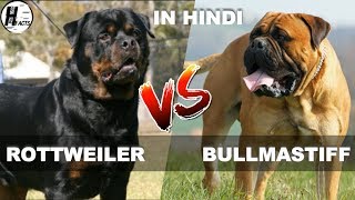 Rottweiler VS Bullmastiff  Hindi  COMPARISON  DOG VS DOG  HINGLISH FACST [upl. by Diaz]