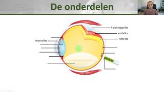 Onderdelen van het oog  Anatomie  Klas 1 [upl. by Yung567]