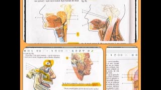 12 SISTEMUL NERVOS part 7 [upl. by Illom]