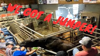 Lets go to the Tahlequah Cattle Auction July 22nd 2023 [upl. by Skolnik]