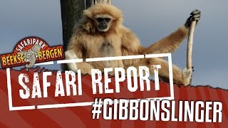 SAFARI REPORT  33 GIBBONSLINGER [upl. by Leachim]