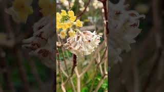 Edgeworthia Chrysantha Grandiflora  Paper Bush Plant [upl. by Rossner34]