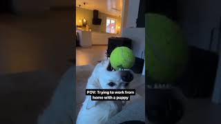 Dogs being idiots part 1 funny cutegolden pets lovegoldens funnypets petvideos funnyanimals [upl. by Bohon]