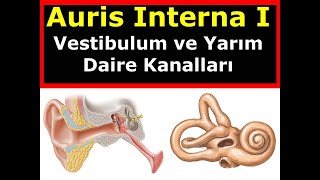 Auris Interna I Vestibulum ve Yarım Daire Kanalları [upl. by Forrer]