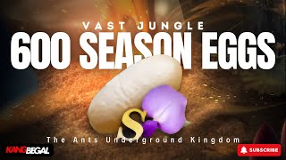 600 SEASON EGGS HATCH  VAST JUNGLE ANTS  The Ants Underground Kingdom  Sponsored by KangCoin [upl. by Yehsa800]