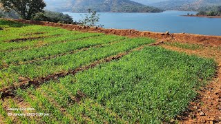 Organic Village At Bhor Pune Water View Farm House Plot Water Touch Agricultural land at Bhor Pune [upl. by Loomis933]