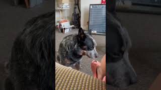 Blue heeler demands attention blue blueheeler australia australiancattledog dog [upl. by Lazar]