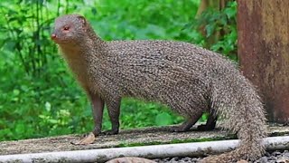 Indian grey mongoose Urva edwardsii [upl. by Aeli]