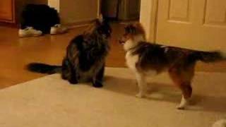 Sheltie Puppy playing with Cat [upl. by Euv]