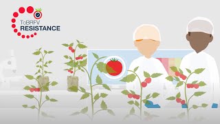 Does rootstock choice affect ToBRFV resistance [upl. by Mahoney]