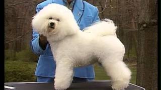 Bichon Frise  AKC Dog Breed Serie [upl. by Cara271]