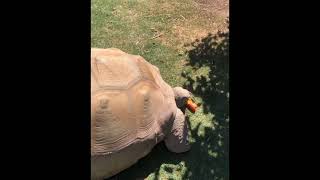 Arizona Tortoise Compound highlights of my tour Arizonatortoisecompoundcom [upl. by Gile]