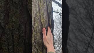 The bark of honey locust Gleditsia triacanthos tree arborist nature botany plants trees [upl. by Gatias]