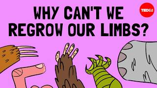 How do animals regrow their limbs And why cant humans do it  Jessica Whited [upl. by Croydon]