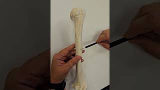 Humerus Bone Structures [upl. by Kluge]