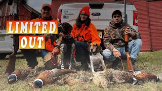 LIMITED OUT PHESEANT HUNT  GSP FIRST HUNTING Season in NJ Public Land 2020  Pointing Bird Dog [upl. by Salisbarry142]