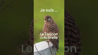 Comment reconnaître les oiseaux  Saurezvous reconnaitre ce chant doiseau  Transfo [upl. by Idahs]