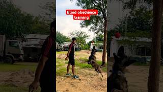 Dutch shepherd training ❤️ youtubeshorts shortsfeed belgianmalinois viralvideo trending love [upl. by Nuahsed205]