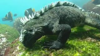 Swimming Marine Iguanas  Galapagos  BBC Earth [upl. by Sheeb]